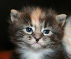 Zauberhafte Maine Coon Kitten