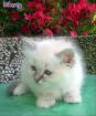 Hl.Birma Kitten,männlich,blue point,Zucht/Show/Liebhaber
