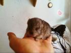  Chinchilla Mänchen Standart Jungtier 	Chinchilla Mänchen Standart Jungtier