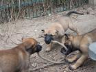 Malinois-Welpen