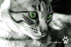 Katzen aus Lanzarote suchen liebes Zuhause!