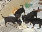 Reinrassige Toy Terrier