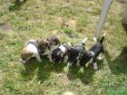 Verkaufe Jackrussel Terrier Welpen