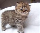 Goldene Perserbabys