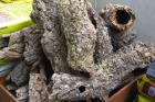 Sepiaschalen Agrobs Landschildkrötenfutter GÜNSTIG