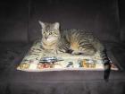 Notfall Jamie! Tigerkater wird gemoppt!