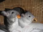 Chinchilla Babies