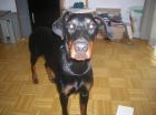 Liebe Dobermannwelpen