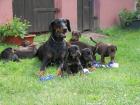 Dobermannwelpen