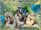 Shih Tzu welpen in ver. Farben