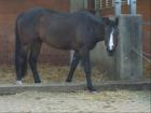 Quarterhorse Wallach in Bay mit Reiningtalent
