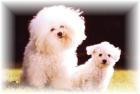 Bichon Frise Welpen Zucht/Züchter Kleinhund im Teddylook