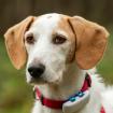 NUOVO - aufgeweckter Mischling - 6 Jahre - Tierhilfe-Franken e.V.
