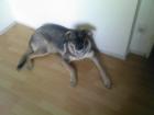 Lieber Schäfer-Husky-Mix 2Jahre