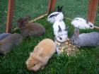 Kaninchen Babies