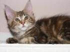 Buntes Maine Coon Mädchen aus Gelsenkirchen
