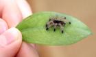0.0.35 Avicularia avicularia ENZ 1 FH 07/08