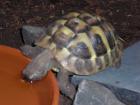 Suche Thb NZ 05 als Zweittier
