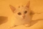 Reinrassige Türkisch Angora Katze 12 Wochen