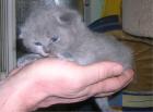 Suesse Britisch Kurzhaar Kitten