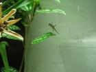 Jungferngecko