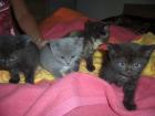 BKH Babys suchen ein neues Zuhause