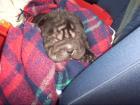 Shar Pei Forum sucht neue und nette Mitglieder