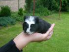 Biete 4 süße Meerschweinchen