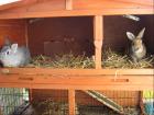  2 kaninchen mit trixie aussenstall