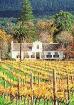 Weinstock Patenschaft Wein