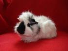 Viele Meerschweinchen suchen Kuschelhände