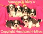 Shih Tzu Babys suchen ein neues Zuhause.