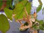 Extatosoma tiartarum