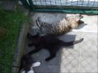 Maine Coon Kitten abzugeben