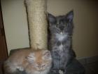 Maine Coon Kitten
