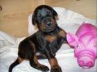 9 wunderschöne kräftige Dobermannwelpen