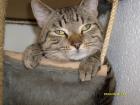 Kater abzugeben