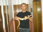 Boa Con. Mänchen und Weibchen abzugeben günstig