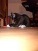 Katzenbaby sucht  neues zu Hause