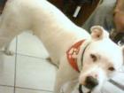 Doggo Argentinio Hündin 11 Monate in Niedersachsen gestohlen und nach Bayern Ver