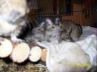 Degus jedes Geschlechts und Alter (6Wo- 6 Mo) abzugeben