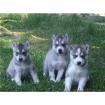 Siberian Husky Welpen zu verkaufen