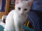 Verschenke  katze