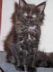 Maine Coon Mädchen (typvoll)