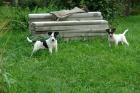 Jack- russel Mischlinge