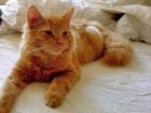 Main Coon Kater -  Sari