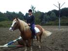 Biete Reitbeteiligung für meinen Haflinger in Bochum  ab 16 J.