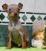 American Hairless Terrier Welpen