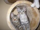 Süße Siam/Main-Coon Mix Babys