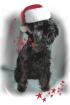 Elite Zwergschnauzer Welpen aus Belarus